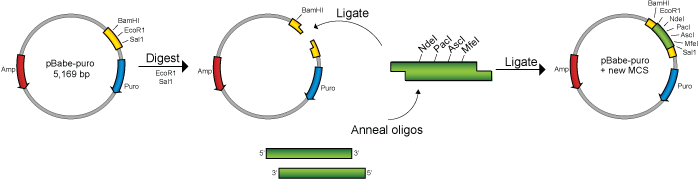 Cloning overview